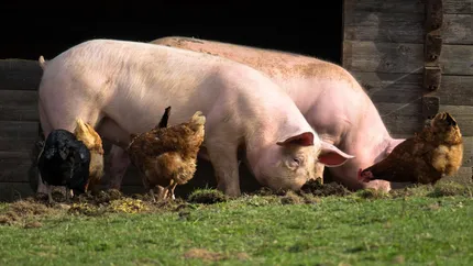 Românii care cresc porci și păsări vor fi sprijiniți de Guvern. Statul a pregătit ajutoare de peste 129 de milioane de lei
