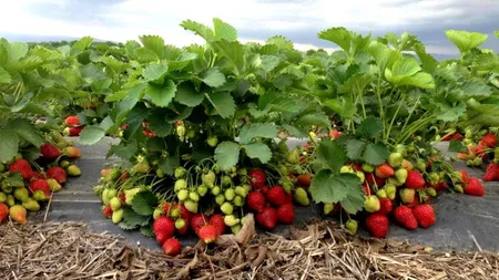 Cât costă kilogramul de căpșuni culese direct de la producător. Fructele pot fi degustate gratuit
